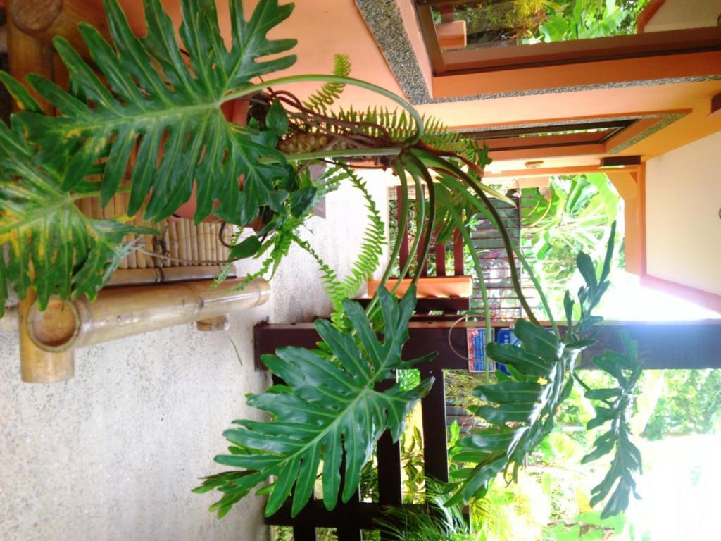 Inn On The Park Manuel Antonio Esterno foto
